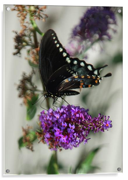 Western Swallowtail (Black) Female Acrylic by Kathleen Stephens