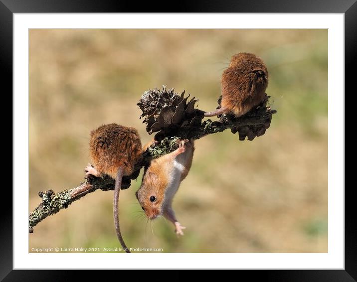 Harvest Mice Hanging Around Framed Mounted Print by Laura Haley