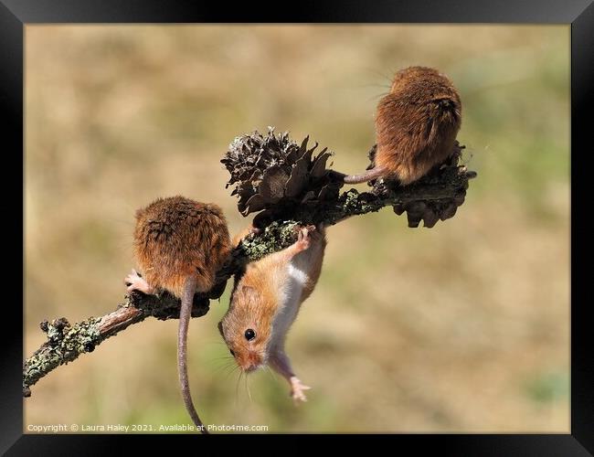 Harvest Mice Hanging Around Framed Print by Laura Haley