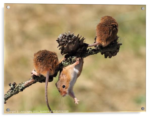 Harvest Mice Hanging Around Acrylic by Laura Haley