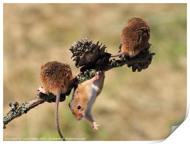 Harvest Mice Hanging Around Print by Laura Haley