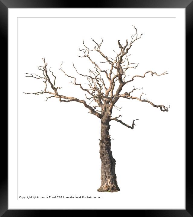 Dead Tree Framed Mounted Print by Amanda Elwell