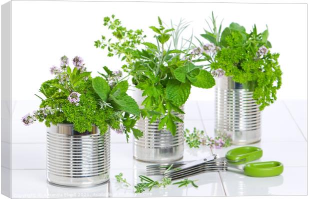 Fresh Herbs In Recycled Cans Canvas Print by Amanda Elwell