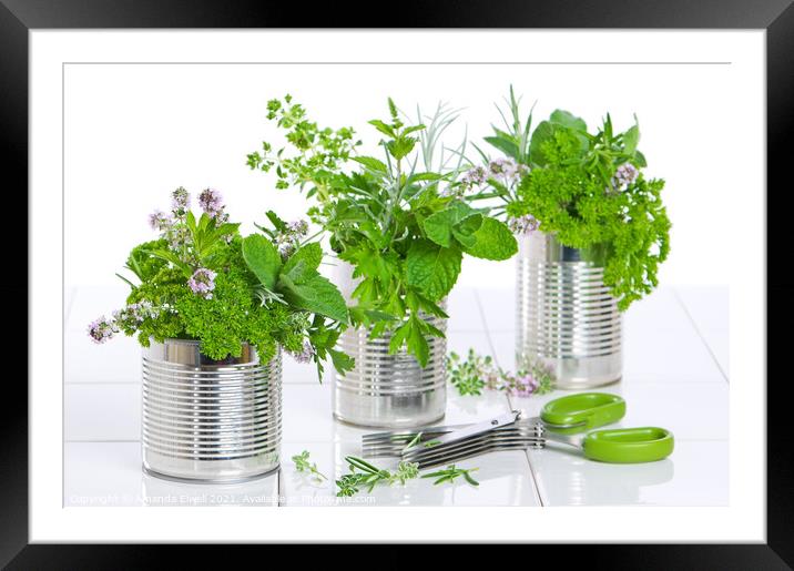 Fresh Herbs In Recycled Cans Framed Mounted Print by Amanda Elwell