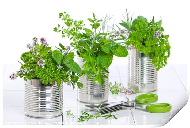 Fresh Herbs In Recycled Cans Print by Amanda Elwell