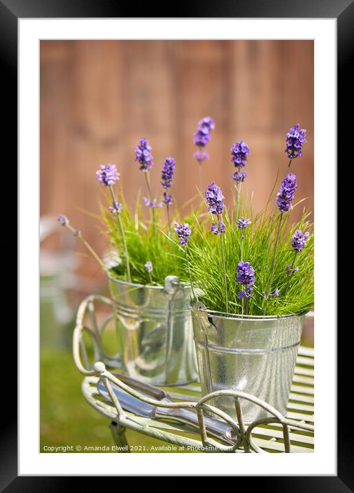 Garden Lavender Framed Mounted Print by Amanda Elwell