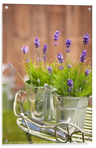 Garden Lavender Acrylic by Amanda Elwell