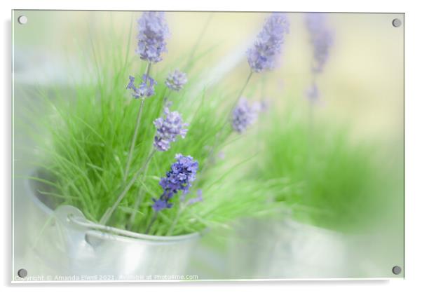 Lavender Sprigs Acrylic by Amanda Elwell