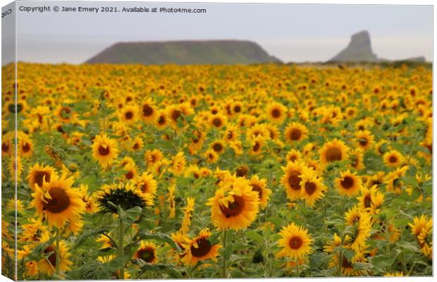 Sunflowers at Rhossilli Canvas Print by Jane Emery