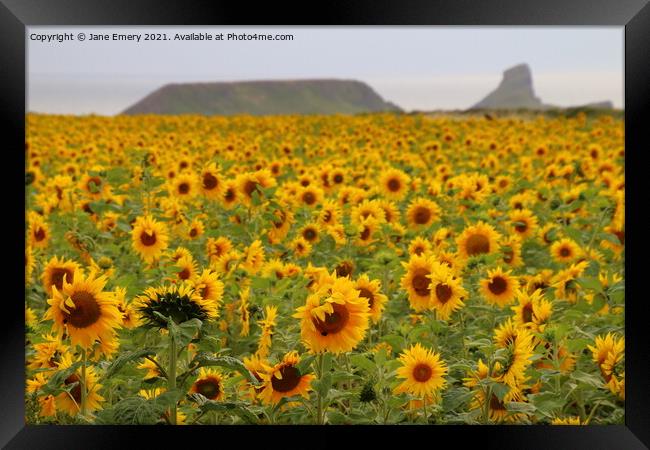 Sunflowers at Rhossilli Framed Print by Jane Emery