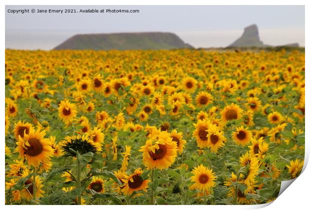 Sunflowers at Rhossilli Print by Jane Emery