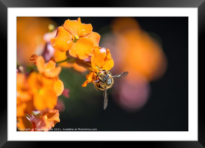 'Bee Kind'  - A honey Bee on an Erysimum. Framed Mounted Print by Tracey Turner