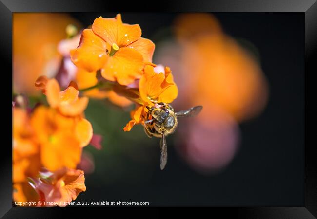 'Bee Kind'  - A honey Bee on an Erysimum. Framed Print by Tracey Turner