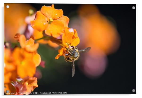 'Bee Kind'  - A honey Bee on an Erysimum. Acrylic by Tracey Turner