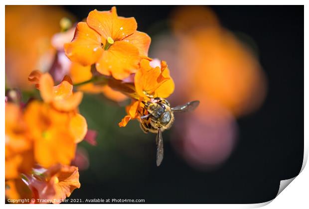 'Bee Kind'  - A honey Bee on an Erysimum. Print by Tracey Turner