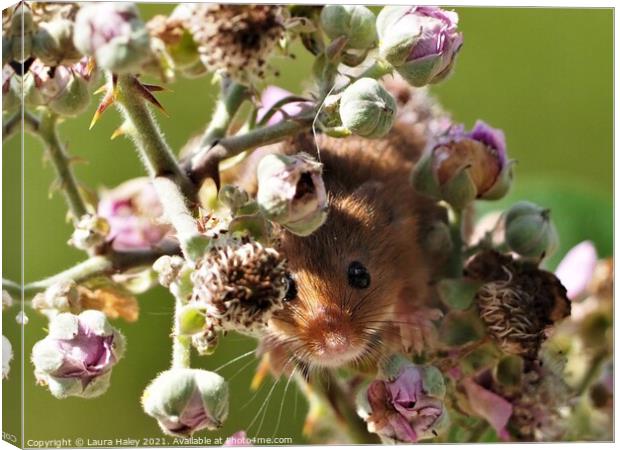 Harvest Mouse -  I Can See You Canvas Print by Laura Haley