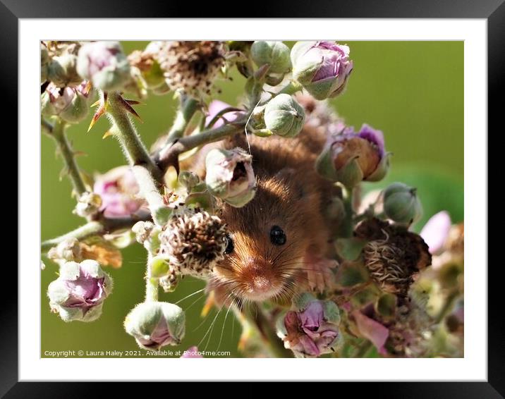 Harvest Mouse -  I Can See You Framed Mounted Print by Laura Haley