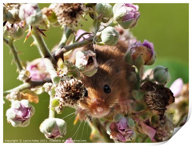 Harvest Mouse -  I Can See You Print by Laura Haley