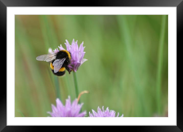 bumble bee Framed Mounted Print by steve livingstone