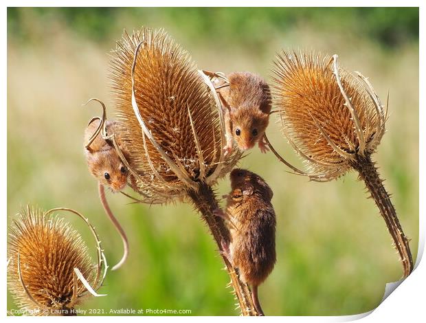 Harvest Mice  Print by Laura Haley