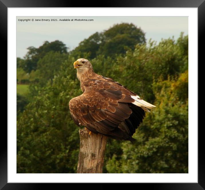 White Tailed Sea Eagle Framed Mounted Print by Jane Emery