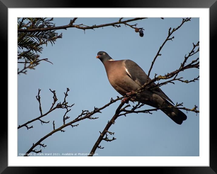 Wood Pigeon Above Me Framed Mounted Print by Mark Ward