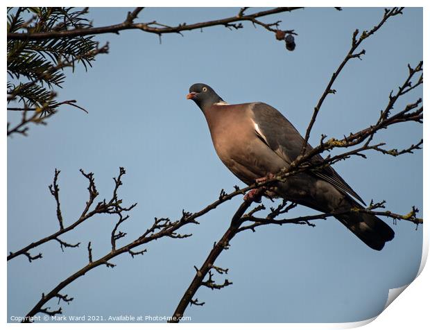 Wood Pigeon Above Me Print by Mark Ward