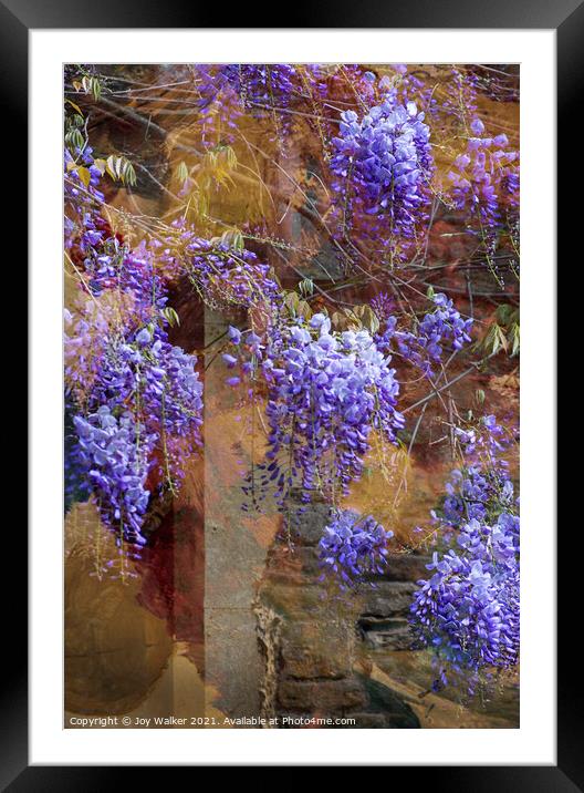 Wisteria shrub Framed Mounted Print by Joy Walker