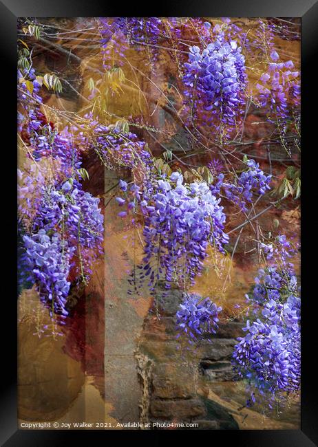 Wisteria shrub Framed Print by Joy Walker