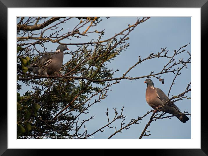 Two Pigeons perched on a tree branch Framed Mounted Print by Mark Ward