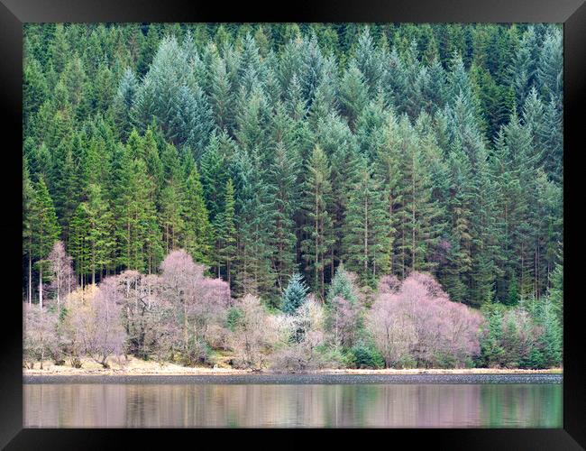 Lochside Forest. Framed Print by Tommy Dickson