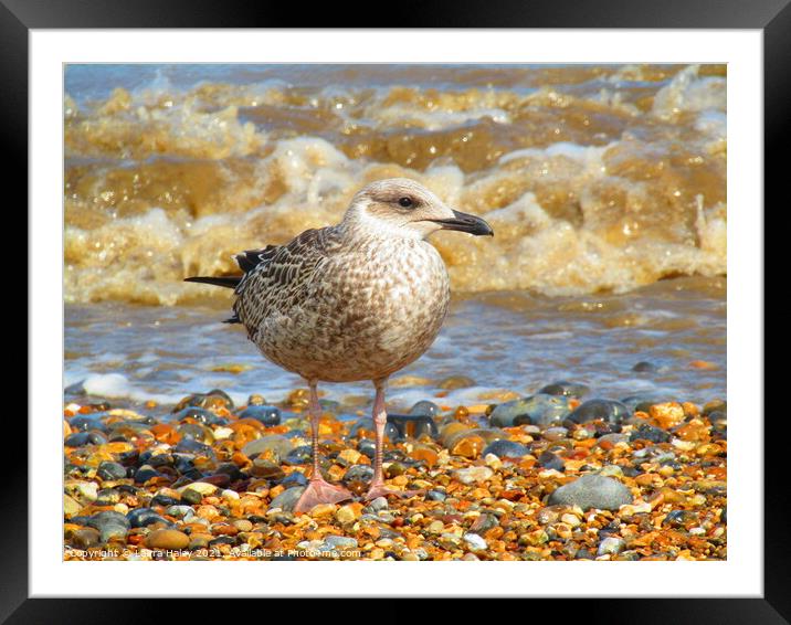 Young Gull by the Sea Framed Mounted Print by Laura Haley