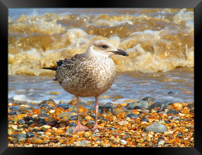 Young Gull by the Sea Framed Print by Laura Haley
