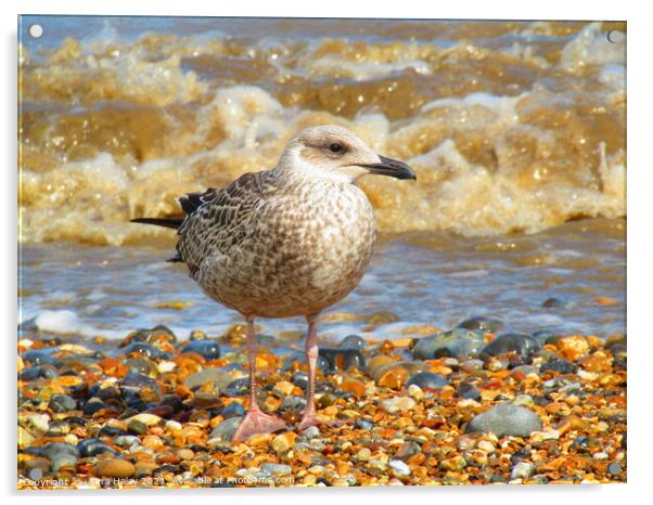 Young Gull by the Sea Acrylic by Laura Haley
