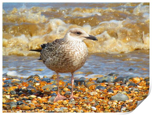 Young Gull by the Sea Print by Laura Haley