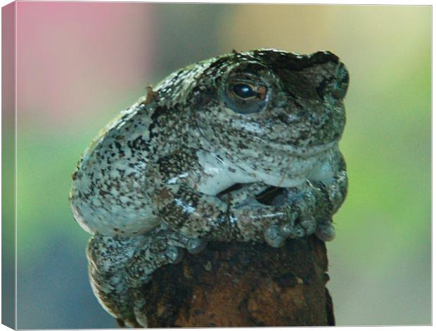 Perching Frog Canvas Print by Kathleen Stephens