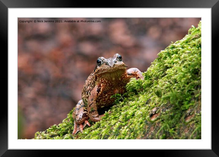 Common Frog Rana temporaria climbing a mossy tree Framed Mounted Print by Nick Jenkins