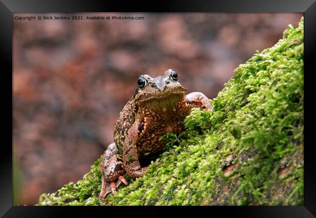 Common Frog Rana temporaria climbing a mossy tree Framed Print by Nick Jenkins