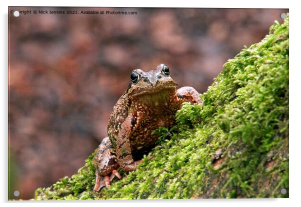 Common Frog Rana temporaria climbing a mossy tree Acrylic by Nick Jenkins