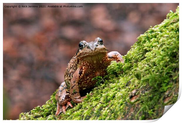 Common Frog Rana temporaria climbing a mossy tree Print by Nick Jenkins