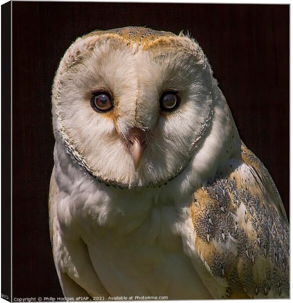 Barn Owl Canvas Print by Philip Hodges aFIAP ,