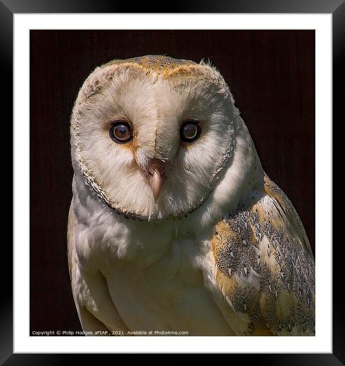 Barn Owl Framed Mounted Print by Philip Hodges aFIAP ,