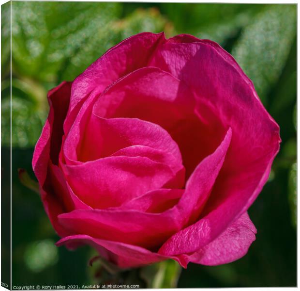 Tulip Canvas Print by Rory Hailes