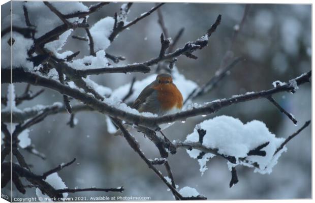 Winter Robin Canvas Print by mark craven