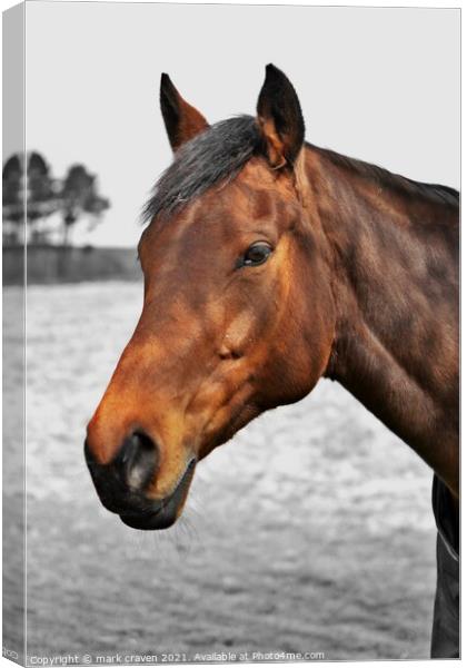 Animal horse Canvas Print by mark craven