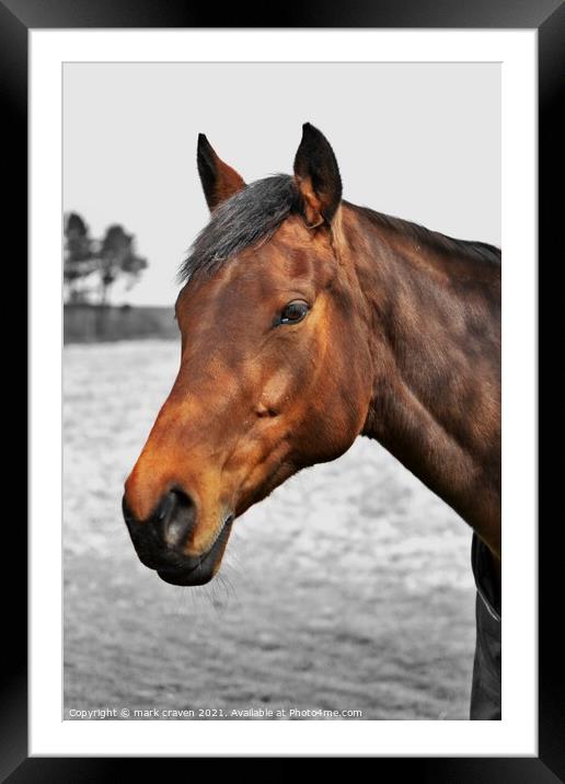 Animal horse Framed Mounted Print by mark craven