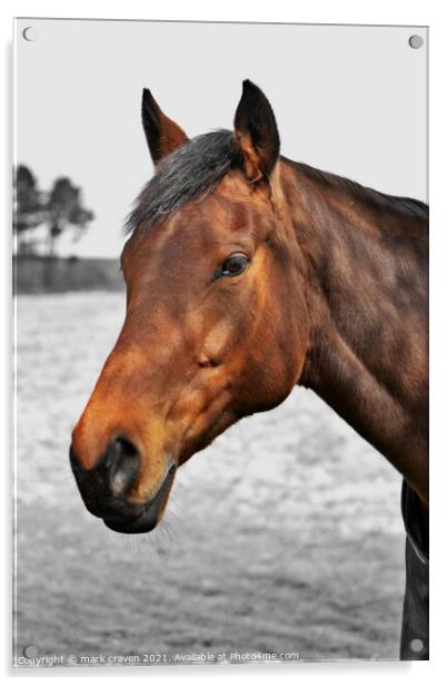 Animal horse Acrylic by mark craven