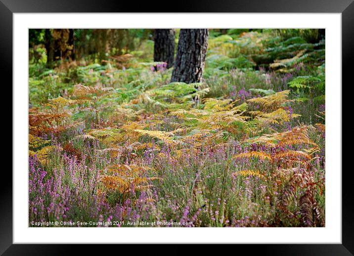 Heather in the heart of Aquitania Forest Framed Mounted Print by