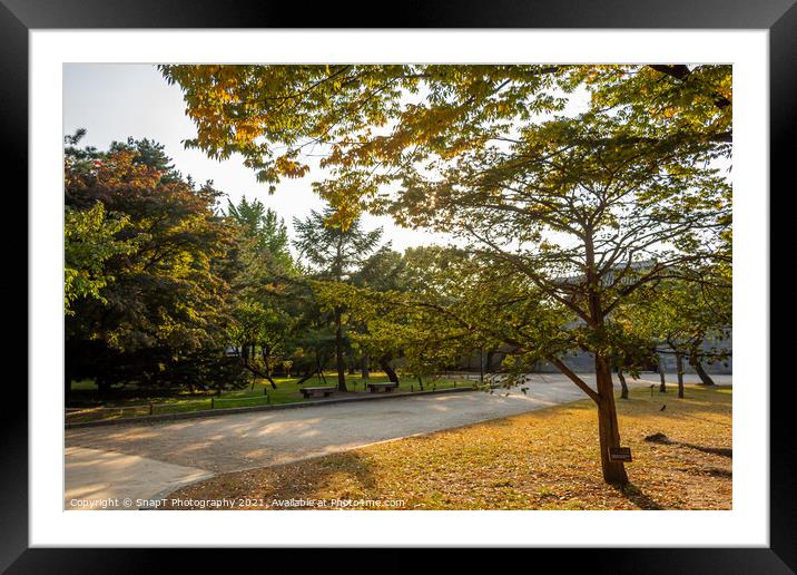 A park in Seoul with trees in autumn colours, at Gyeongbokgung Palace Framed Mounted Print by SnapT Photography