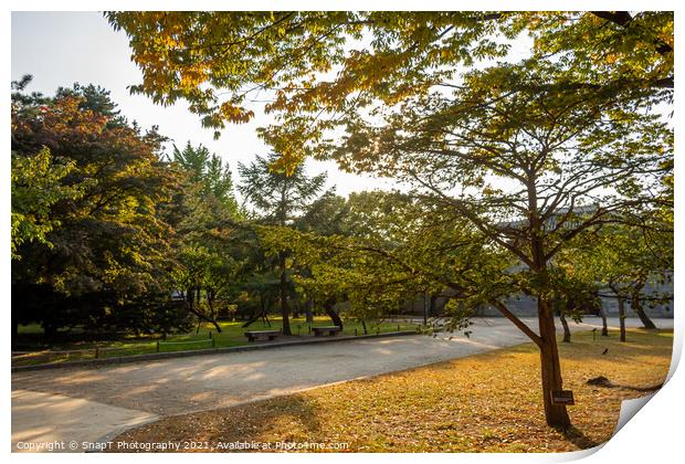 A park in Seoul with trees in autumn colours, at Gyeongbokgung Palace Print by SnapT Photography